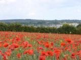 c4f-Mohnfeld.jpg